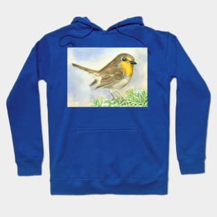 Robin bird on a frosted juniper branch Hoodie